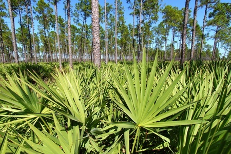 Sägepalme – Serenoa repens