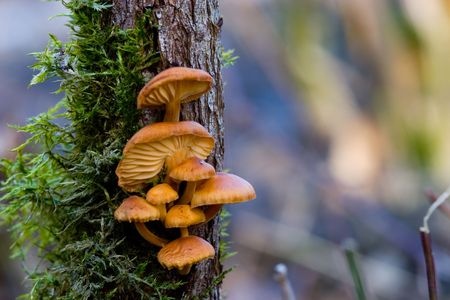 Samtfußrübling – Flammulina velutipes