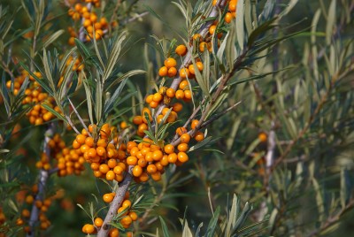 Sanddorn – Hippophae rhamnoides