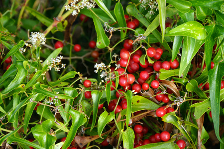 Sarsaparille – Smilax officinalis