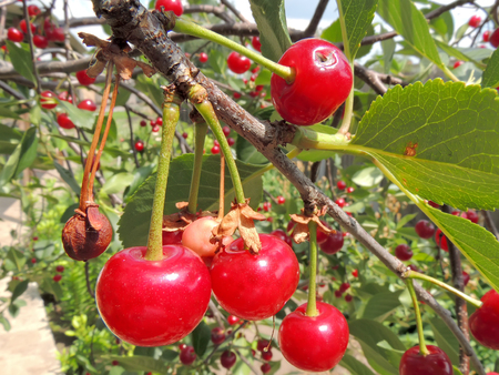 Sauerkirsche – Prunus cerasus