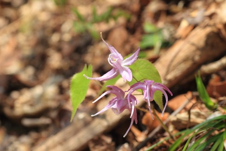Scharfblättriges Hornkraut – Epimedium sagittatu