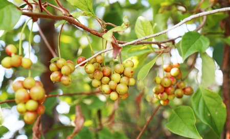 Schisandra – Chinesische Beerentraube