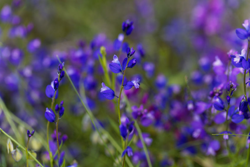 Schmalblättriges Kreuzblümchen – Polygala tenuif