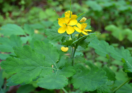 Schöllkraut – Chelidonium majus