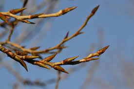 Schwarz-Pappel – Populus nigra