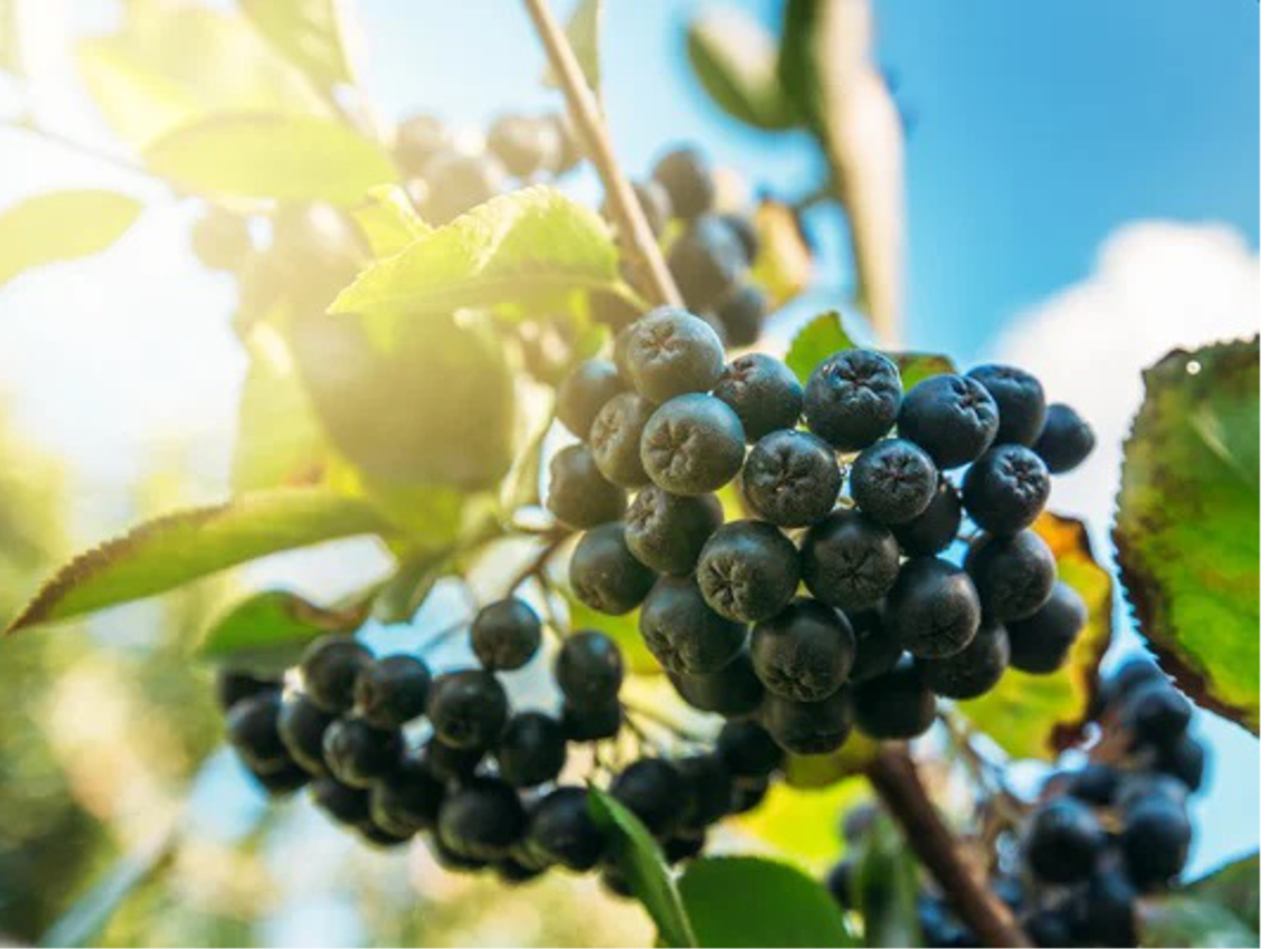 Schwarze Apfelbeere – Aronia melanocarpa