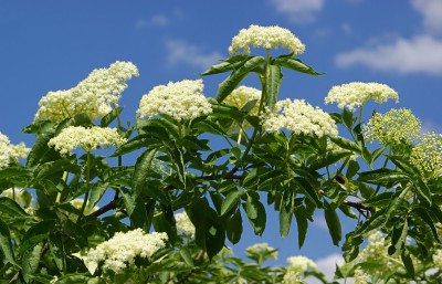 Schwarzer Holunder – Sambucus nigra