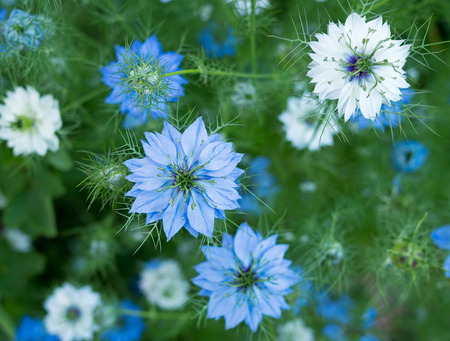 Schwarzkümmel – Nigella sativa