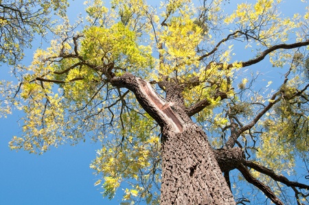 Schwarznuss – Juglans nigra