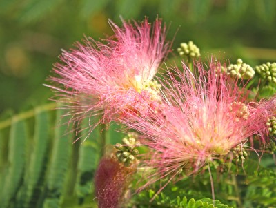 Seidenakazie – Albizia julibrissin