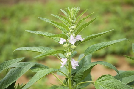 Sesam indischer – Sesamum indicum