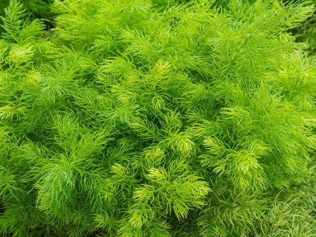 Shatavari – Asparagus racemosus