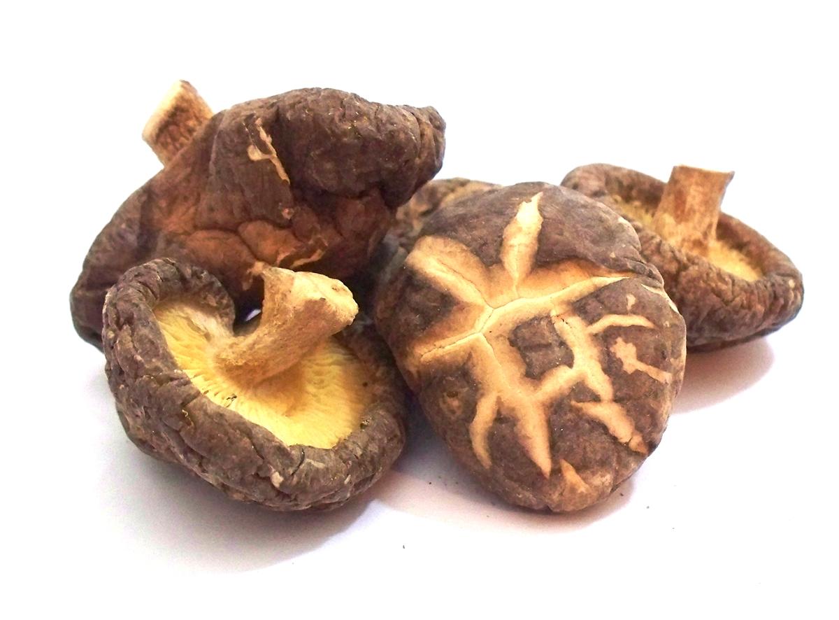 Shiitake – Lentinula edodes