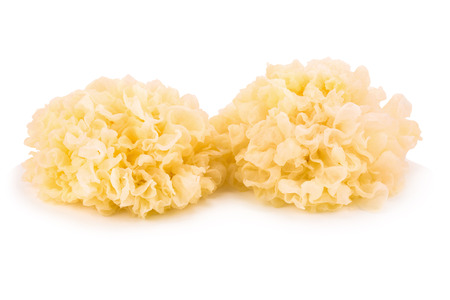Silberohr – Tremella fuciformis