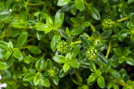 Sommer-Bohnenkraut – Satureja hortensis