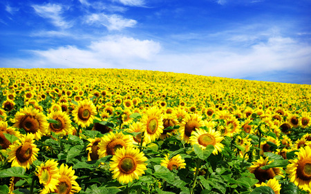 Sonnenblume – Helianthus annuus