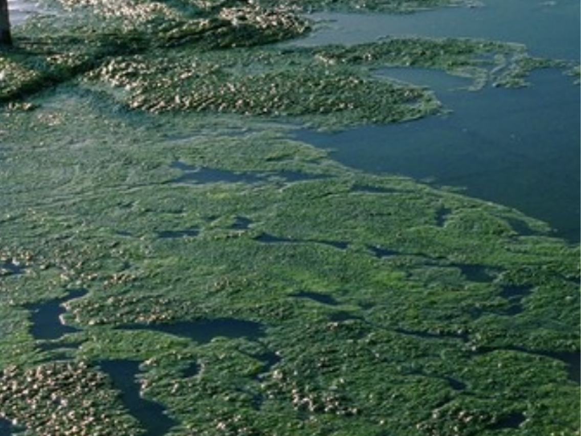 Spirulina – Arthrospira platensis