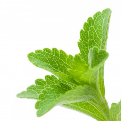 Stevia – Stevia rebaudiana