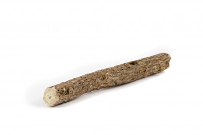 Süßholz – Glycyrrhiza glabra