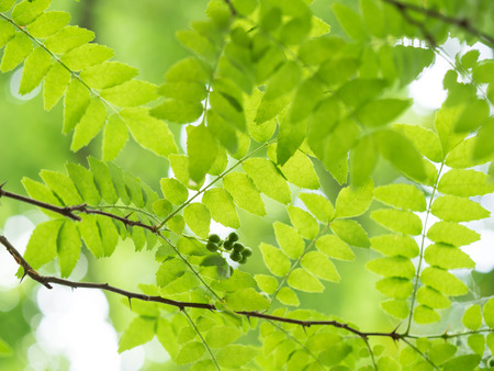 Szechuanpfeffer – Zanthoxylum piperitum