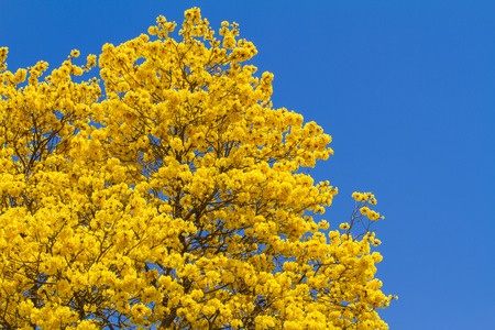Tahuari – Tabebuia serratifolia