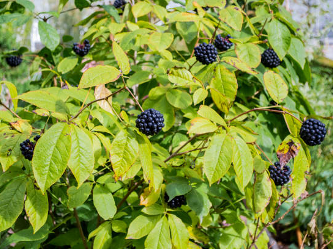 Taigawurzel – Sibirischer Ginseng