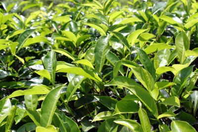Tee – Camellia sinensis