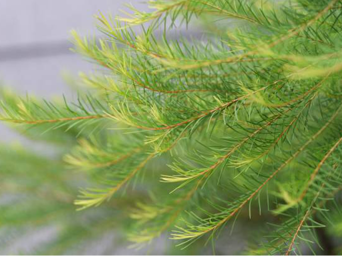 Teebaum – Melaleuca alternifolia