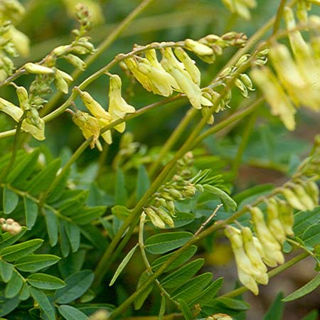 Tragant – Astragalus membranaceus