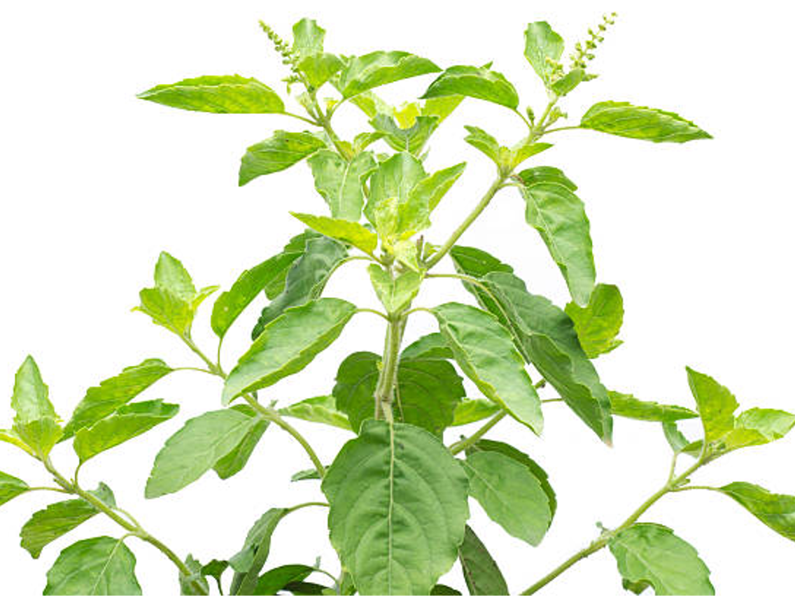 Tulsi – Heiliges Basilikum