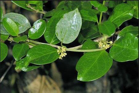 Wald-Gymnema – Gymnema sylvestre