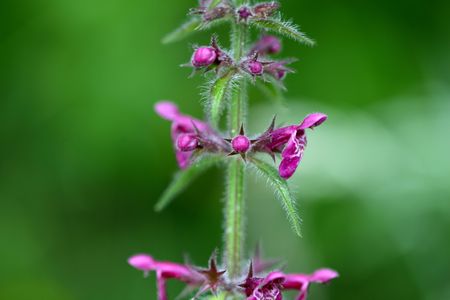 Wald-Ziest – Stachys sylvatica