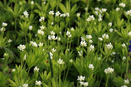Waldmeister – Asperula odorata