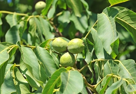 Walnussbaum – Juglans regia