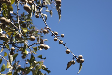 Waschnussbaum – Sapindus mukorossi