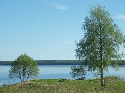 Weißbirke – Betula pendula