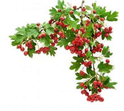 Weißdorn – Crataegus laevigata