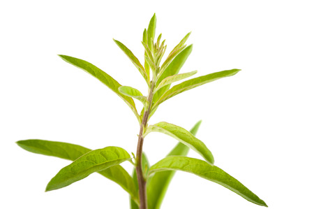 Wendita calycina – Burrito