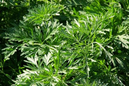 Wermut – Artemisia absinthium
