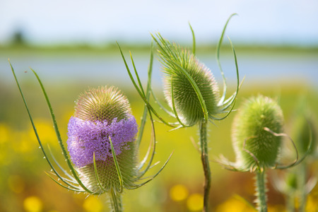 Wilde Karde – Dipsacus fullonum