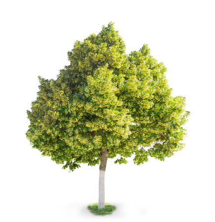 Winterlinde – Tilia cordata