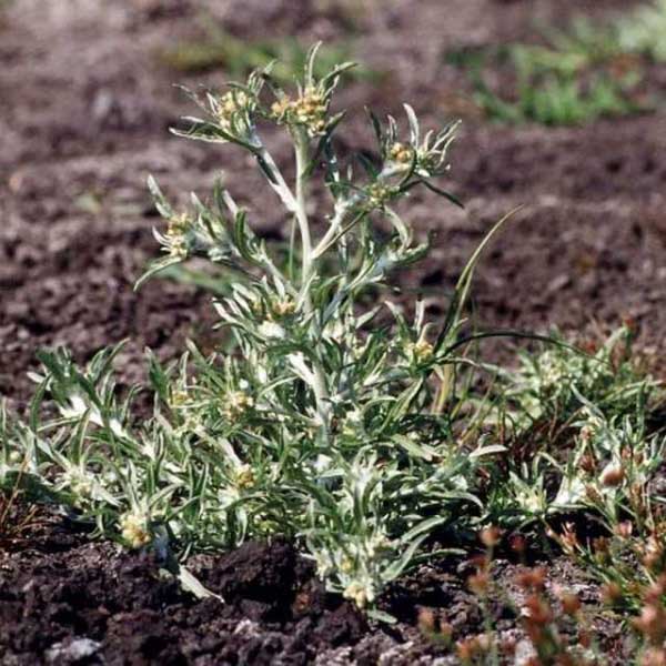 Wira Wira – Gnaphalium graveolens
