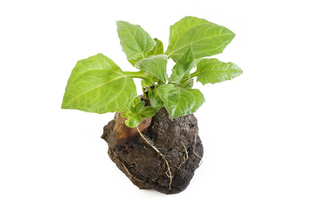 Yacon – Smallanthus sonchifolius