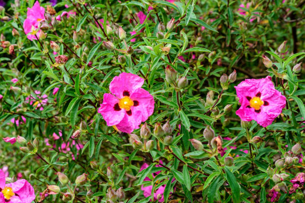 Zistrose – Cistus incanus