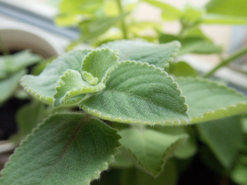 Zitronen-Kapuziner – Plectranthus amboinicus