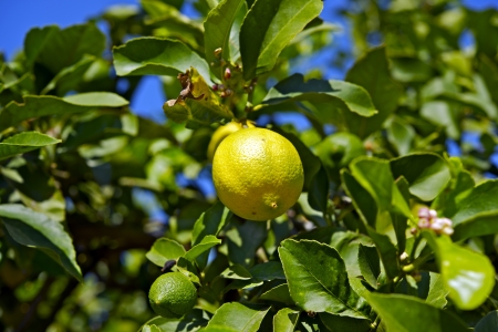 Zitronenbaum – Citrus limon