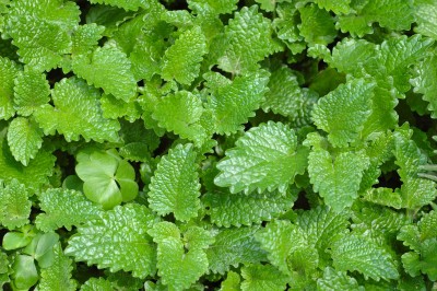 Zitronenmelisse – Melissa officinalis